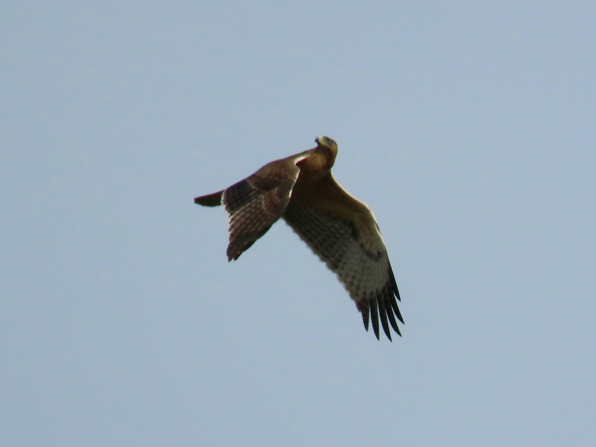 Bonelli's Eagle - Alberto Gasquet Orradre