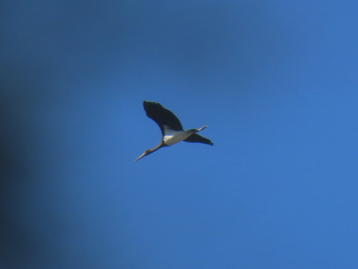 Black Stork - Alberto Gasquet Orradre