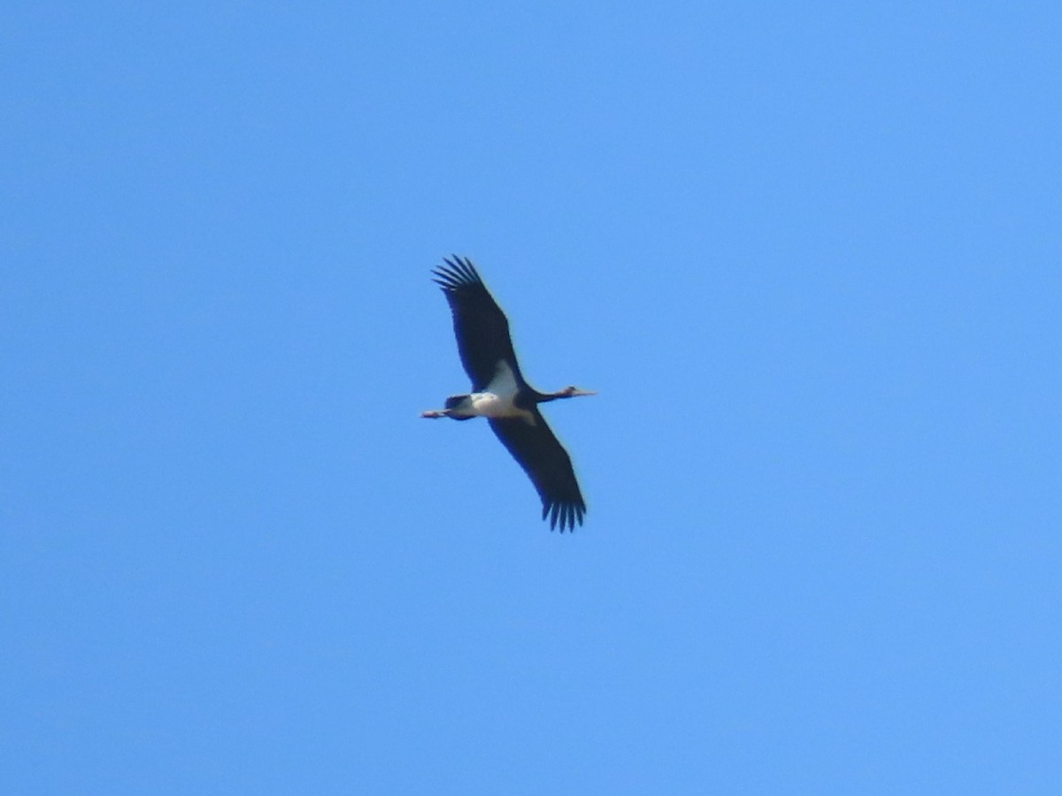 Black Stork - ML609917122