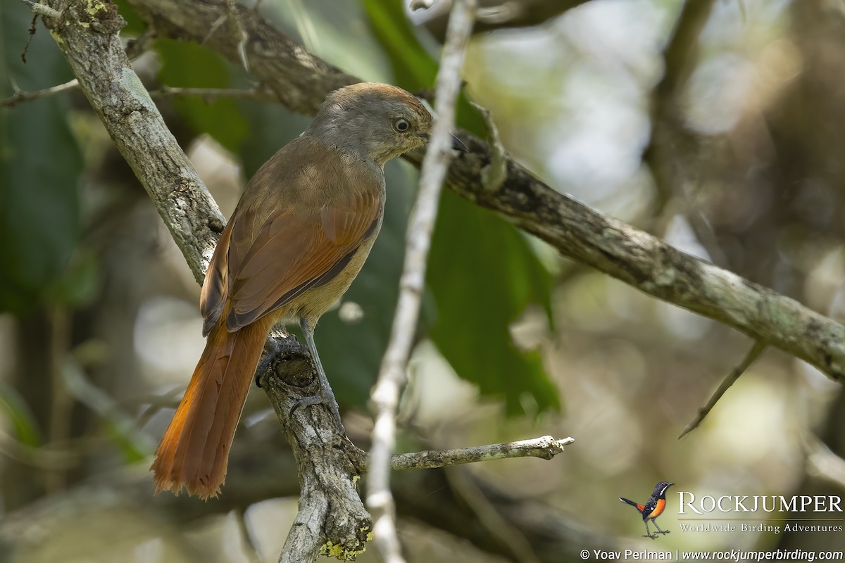 Collared Palm-Thrush - ML609917150