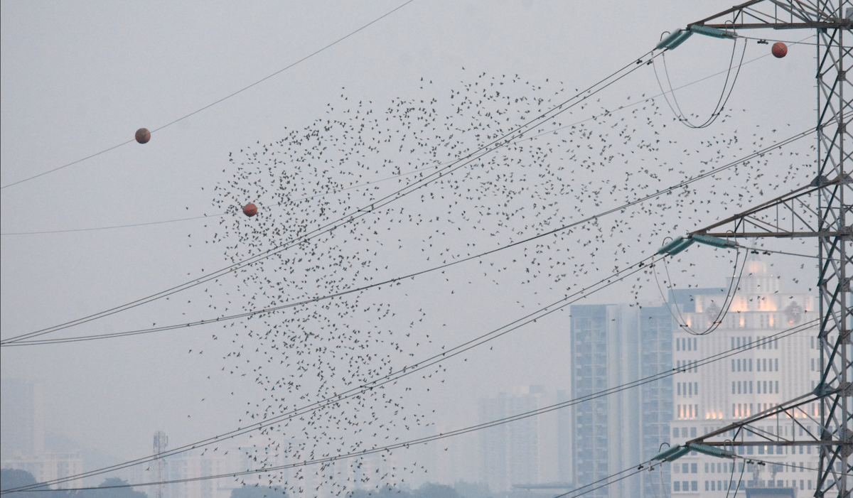 Daurian Starling - ML609917159