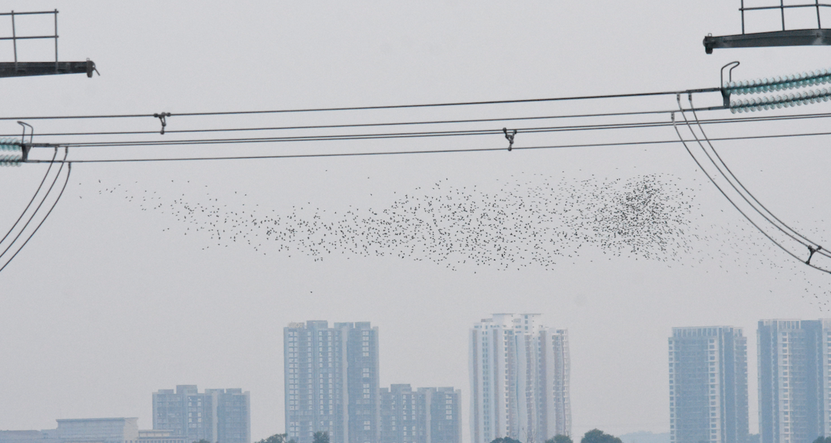 Daurian Starling - Anonymous