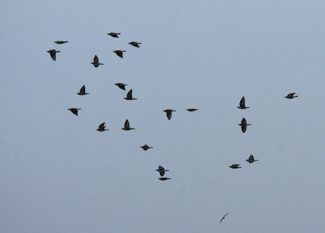 Daurian Starling - ML609917176