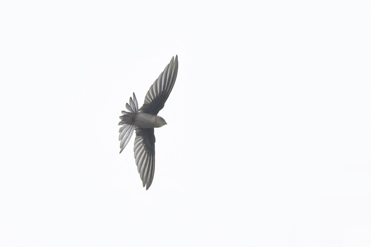 Asian Palm Swift - Ravi Jesudas