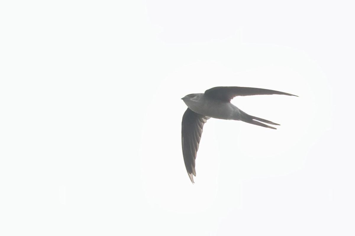 Asian Palm Swift - ML609917207