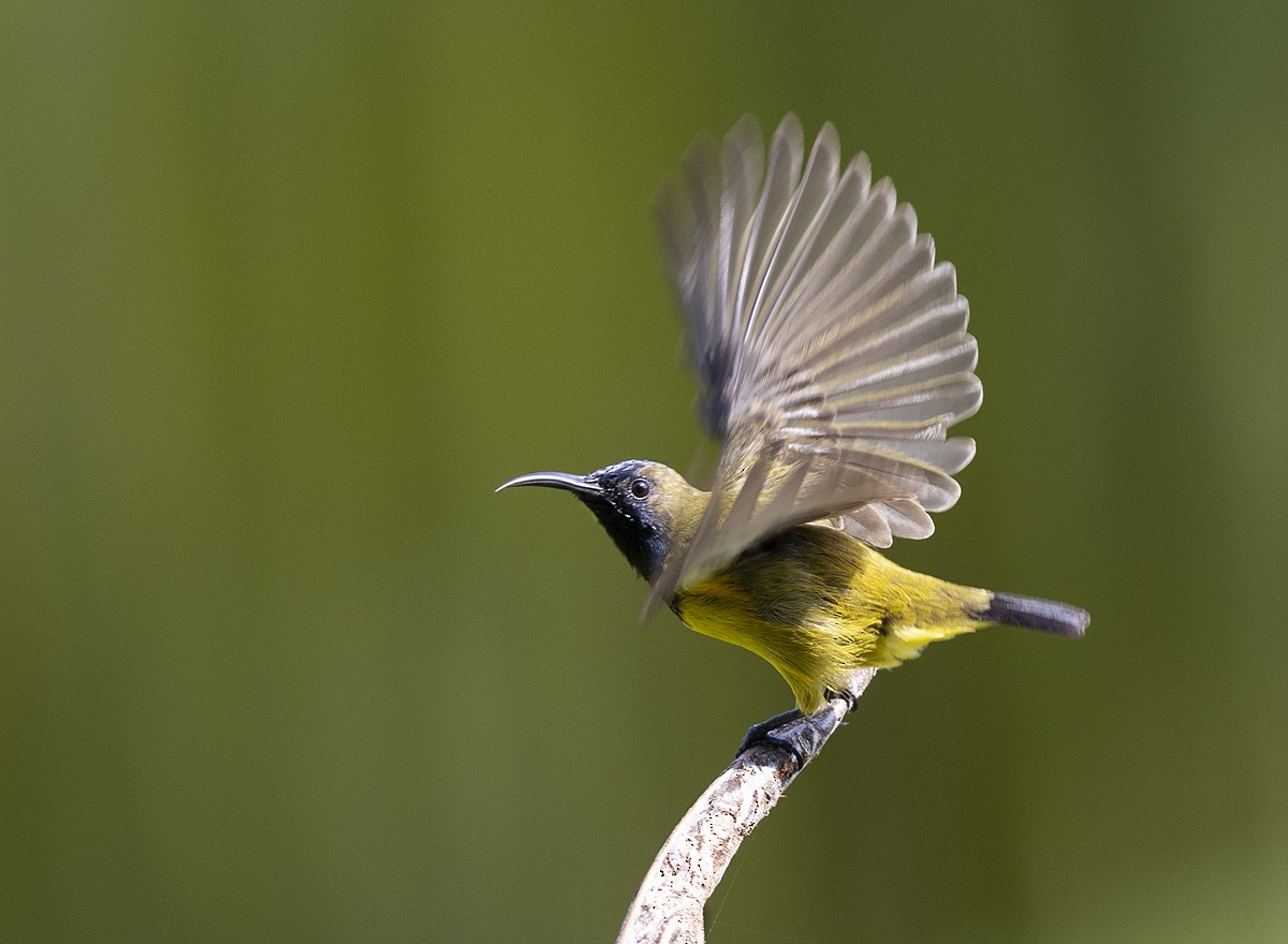 Ornate Sunbird - Solomon Sampath Kumar