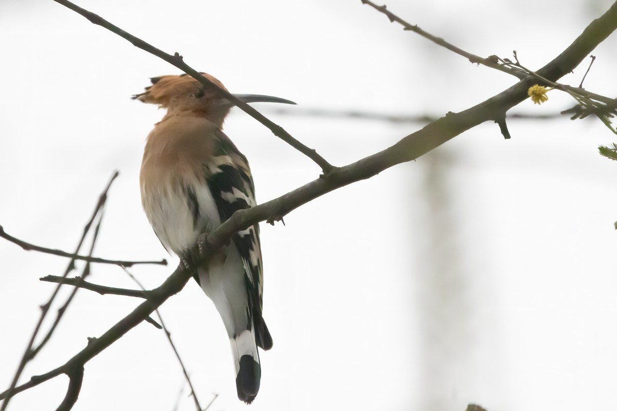 Eurasian Hoopoe - ML609917281