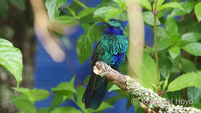 Colibrí Rutilante - ML609917315