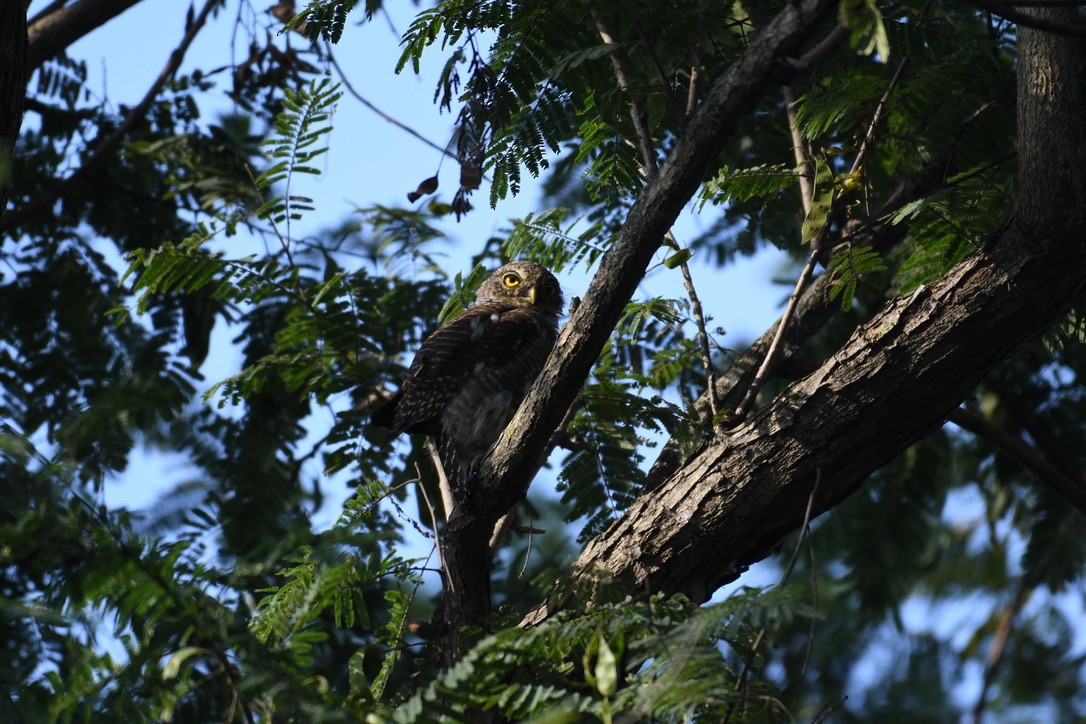 Jungle Owlet - Vikram Jha