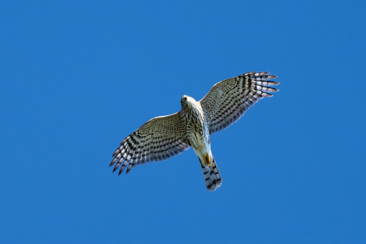 Sharp-shinned Hawk - ML609917357