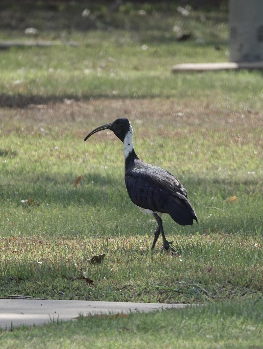 ibis slámokrký - ML609917492