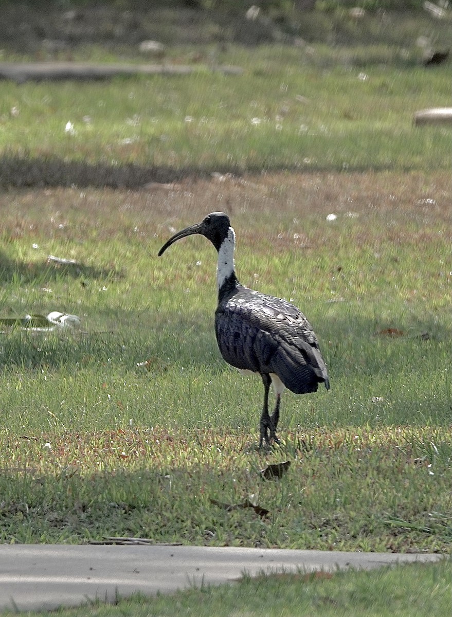 ibis slámokrký - ML609917493