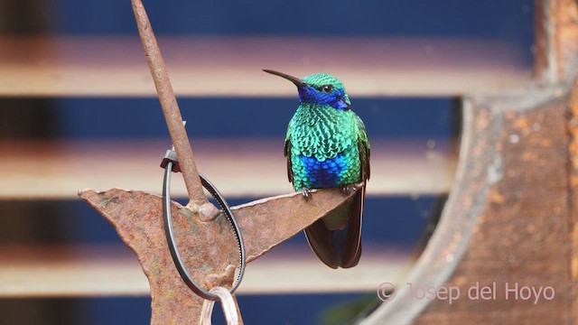 Colibrí Rutilante - ML609917657