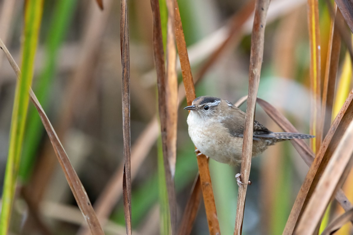 Marsh Wren - Lauren Nagoda