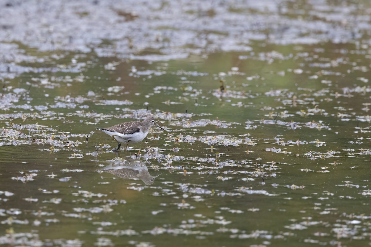 Solitary Sandpiper - ML609917743