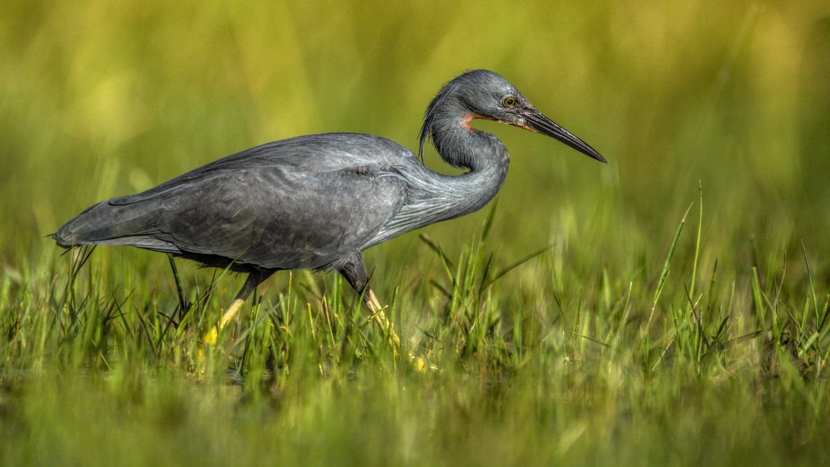 Slaty Egret - ML609917768