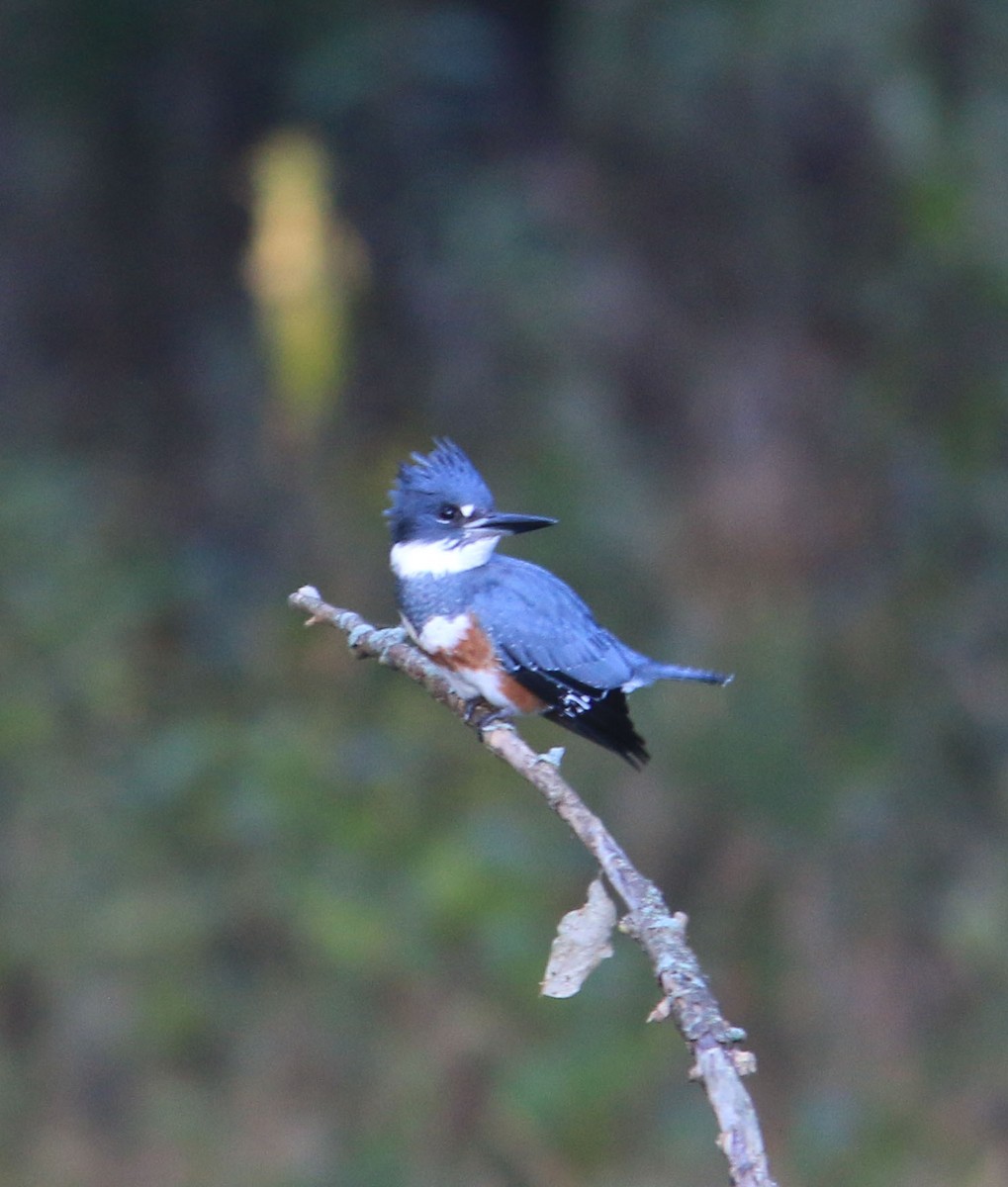 Belted Kingfisher - ML609917791