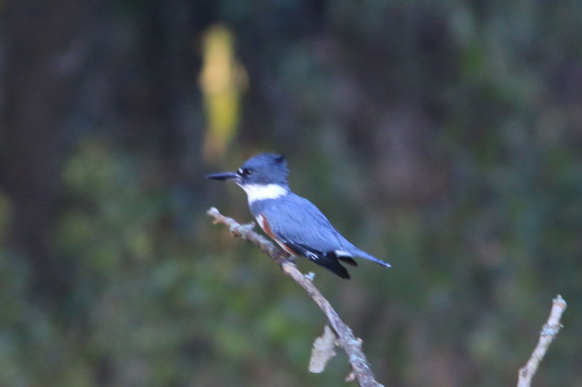 Belted Kingfisher - ML609917792