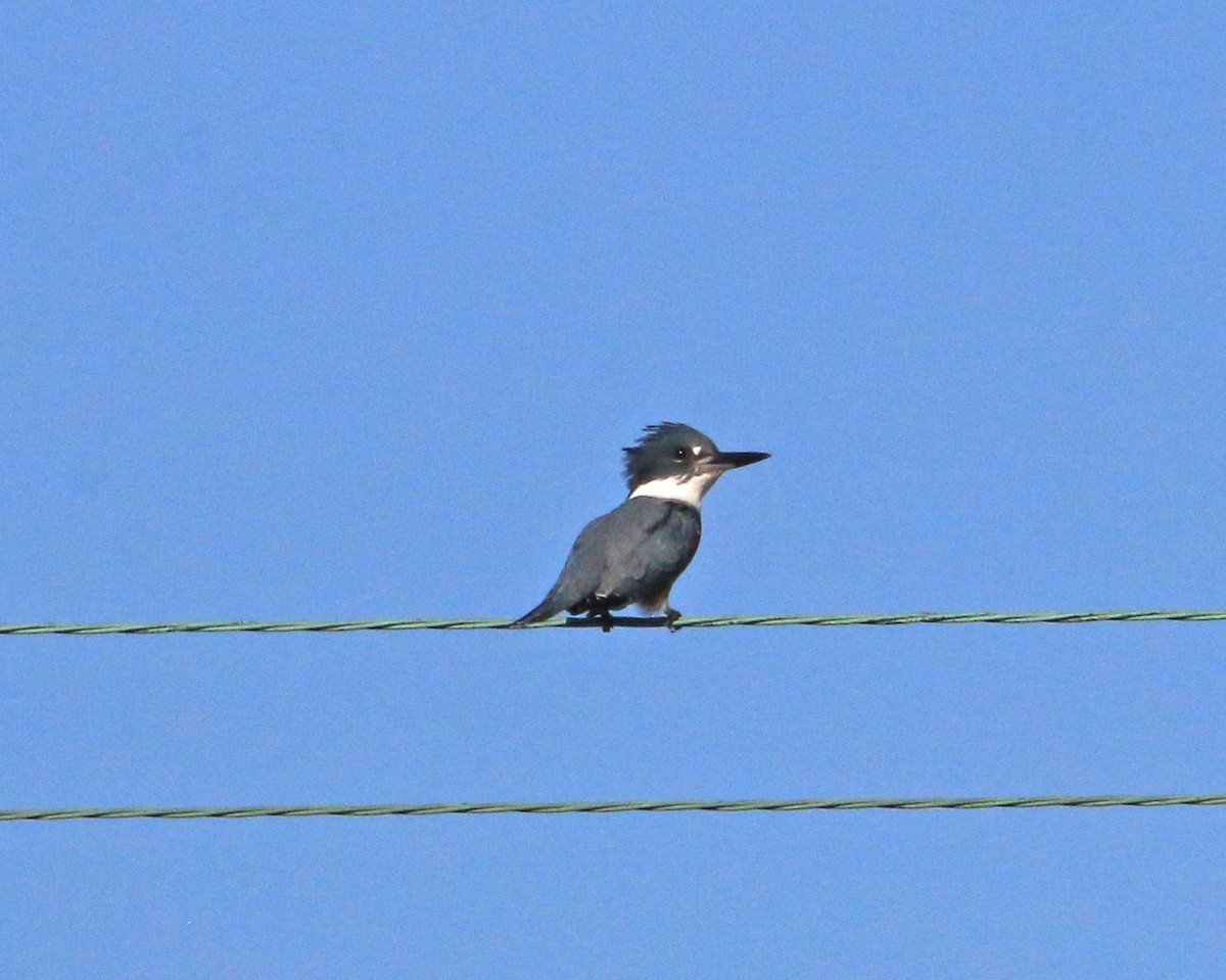 Belted Kingfisher - ML609917793