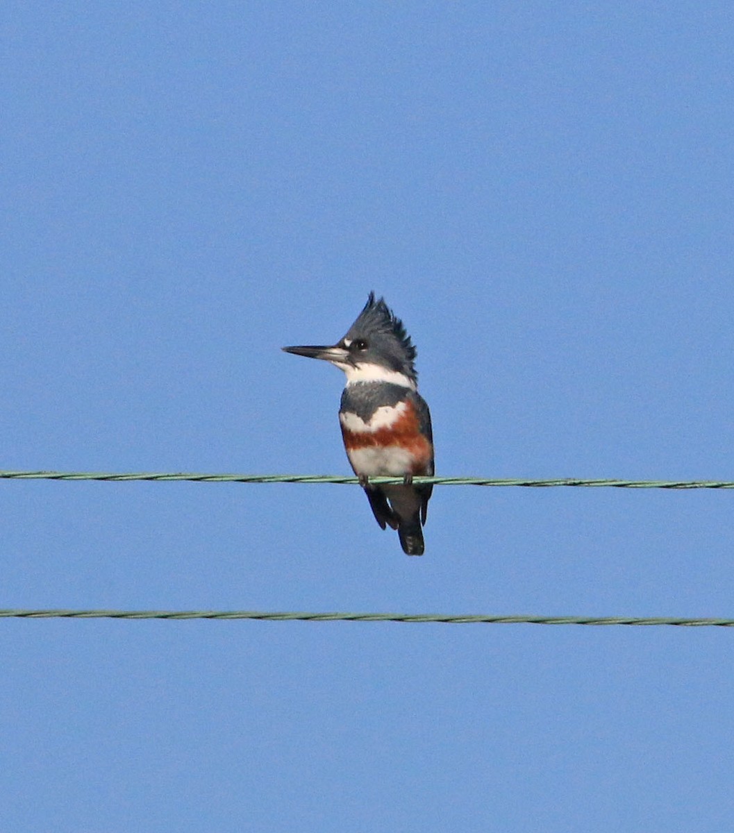 Belted Kingfisher - ML609917794