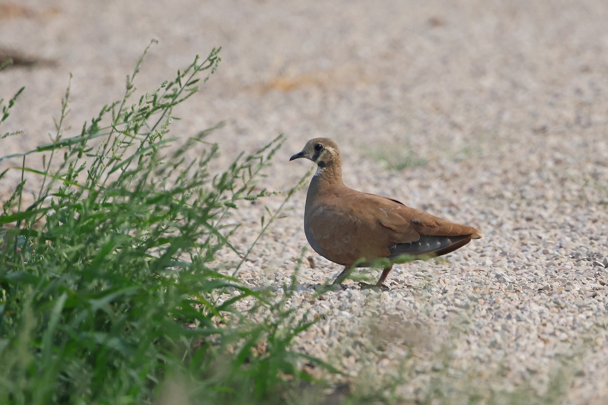 Flock Bronzewing - Marc Gardner