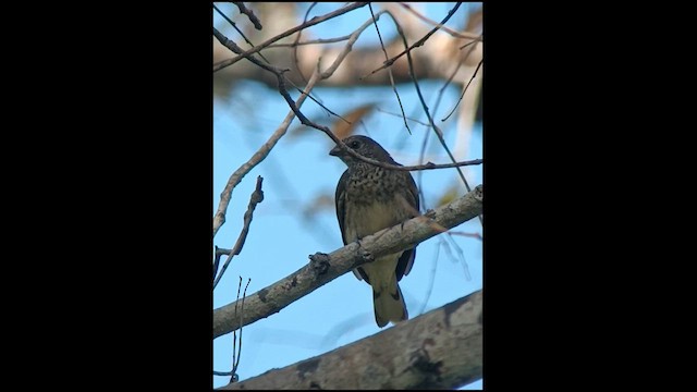 Scaly-throated Honeyguide - ML609917901