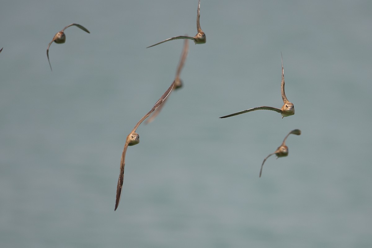 Oriental Plover - Marc Gardner