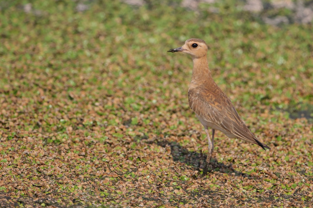 Oriental Plover - Marc Gardner