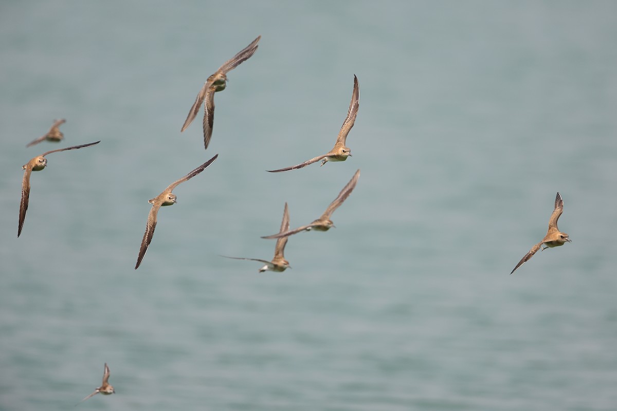 Oriental Plover - ML609917926