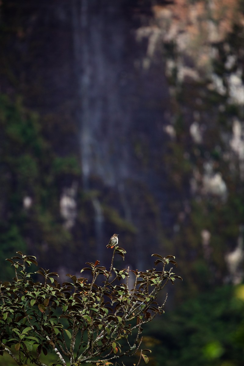 Pantepui Thrush - David Ascanio