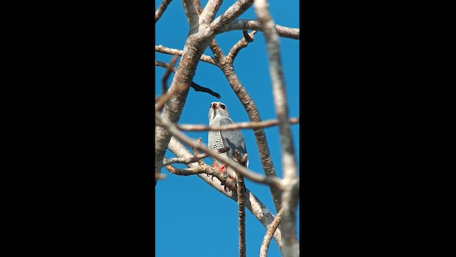 Lizard Buzzard - ML609917981