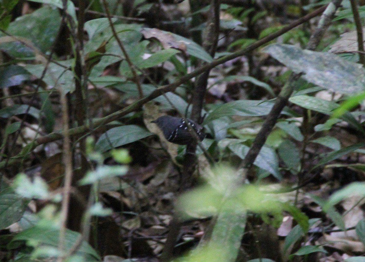 Plain-throated Antwren - Ian Thompson