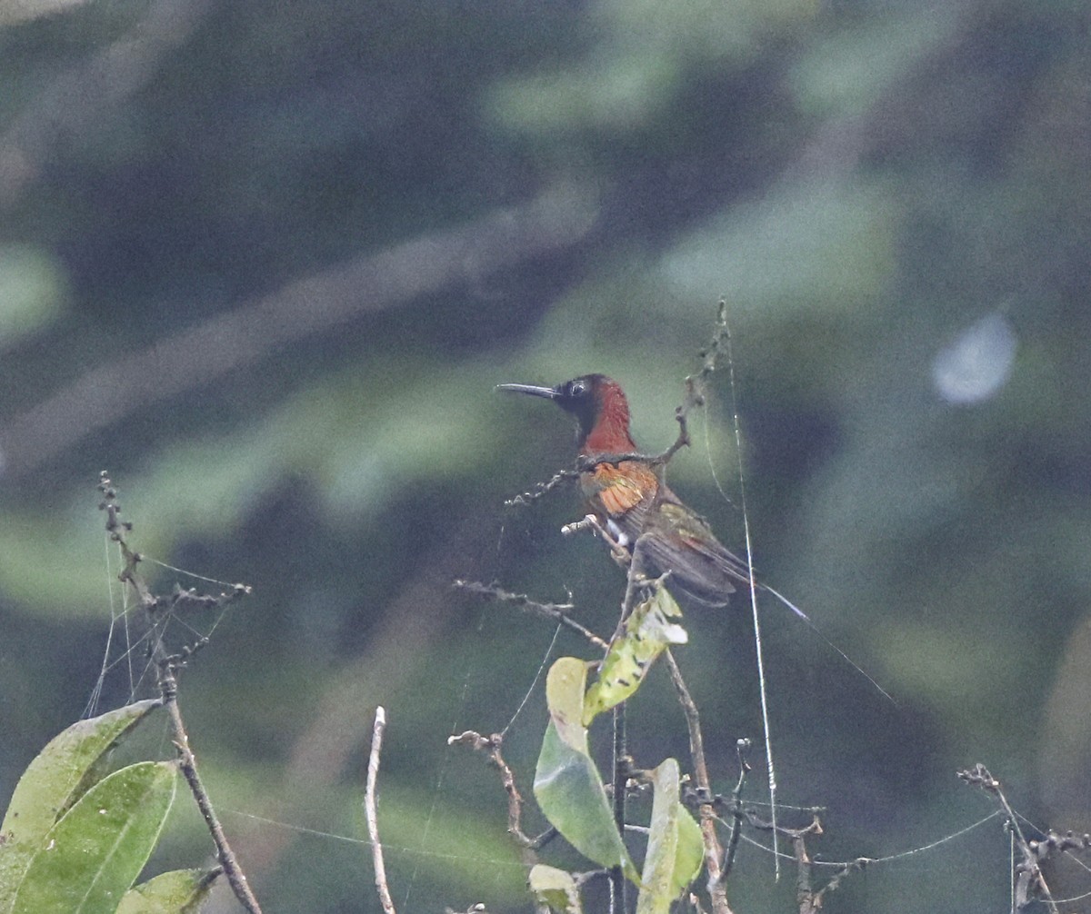 Colibrí Topacio - ML609918012