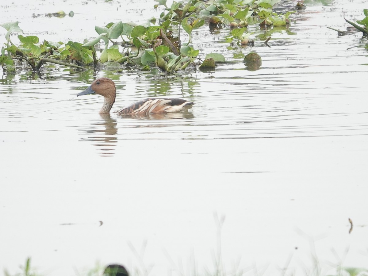 Fulvous Whistling-Duck - ML609918073