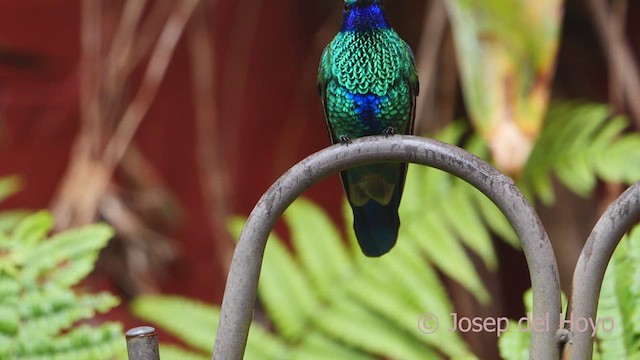 kolibřík modrolící - ML609918111
