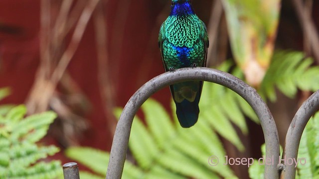 Colibrí Rutilante - ML609918111