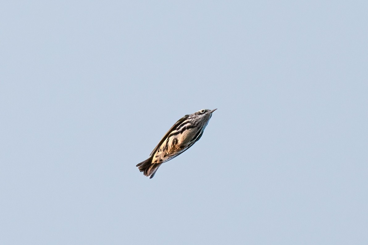 Black-and-white Warbler - ML609918197