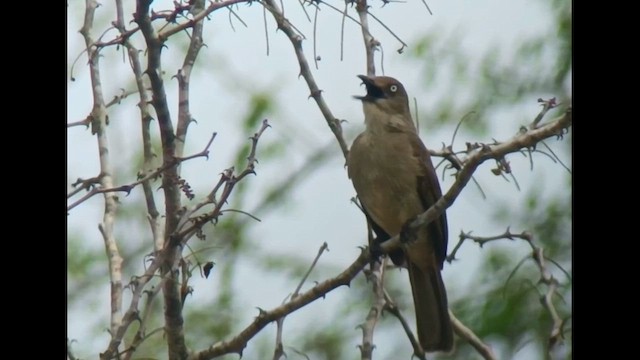 Sombre Greenbul - ML609918202