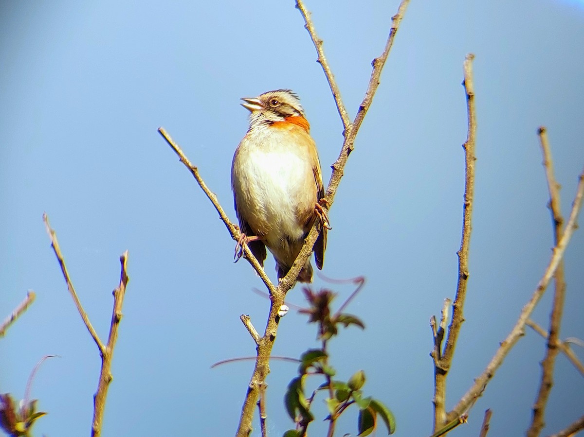 Rufous-collared Sparrow - David Cutuli