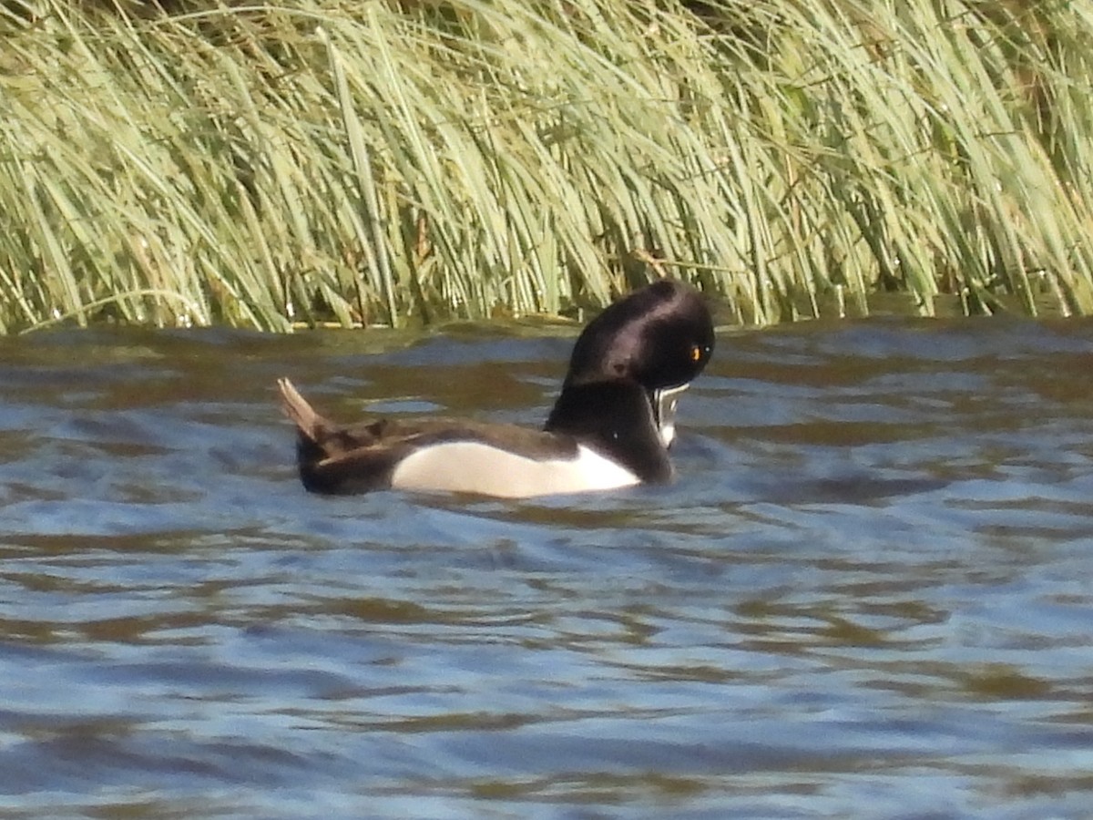 Ring-necked Duck - Seppo Neuvonen