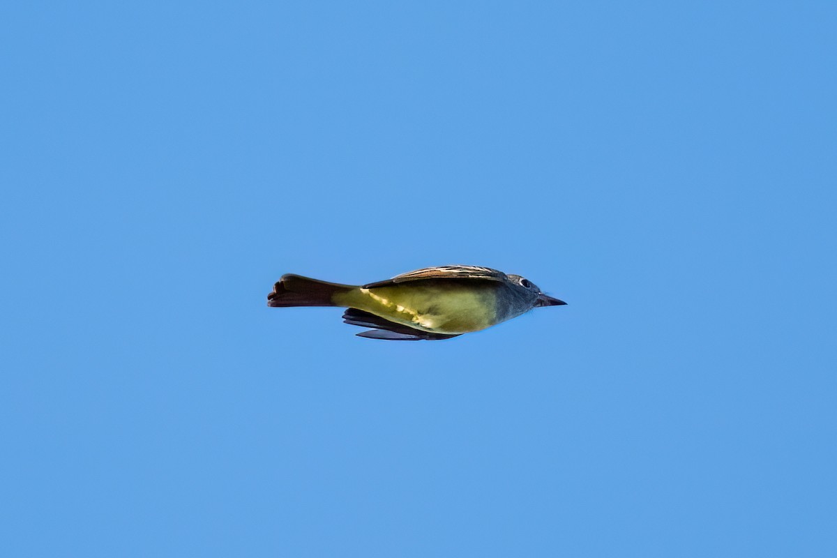 Great Crested Flycatcher - ML609918258