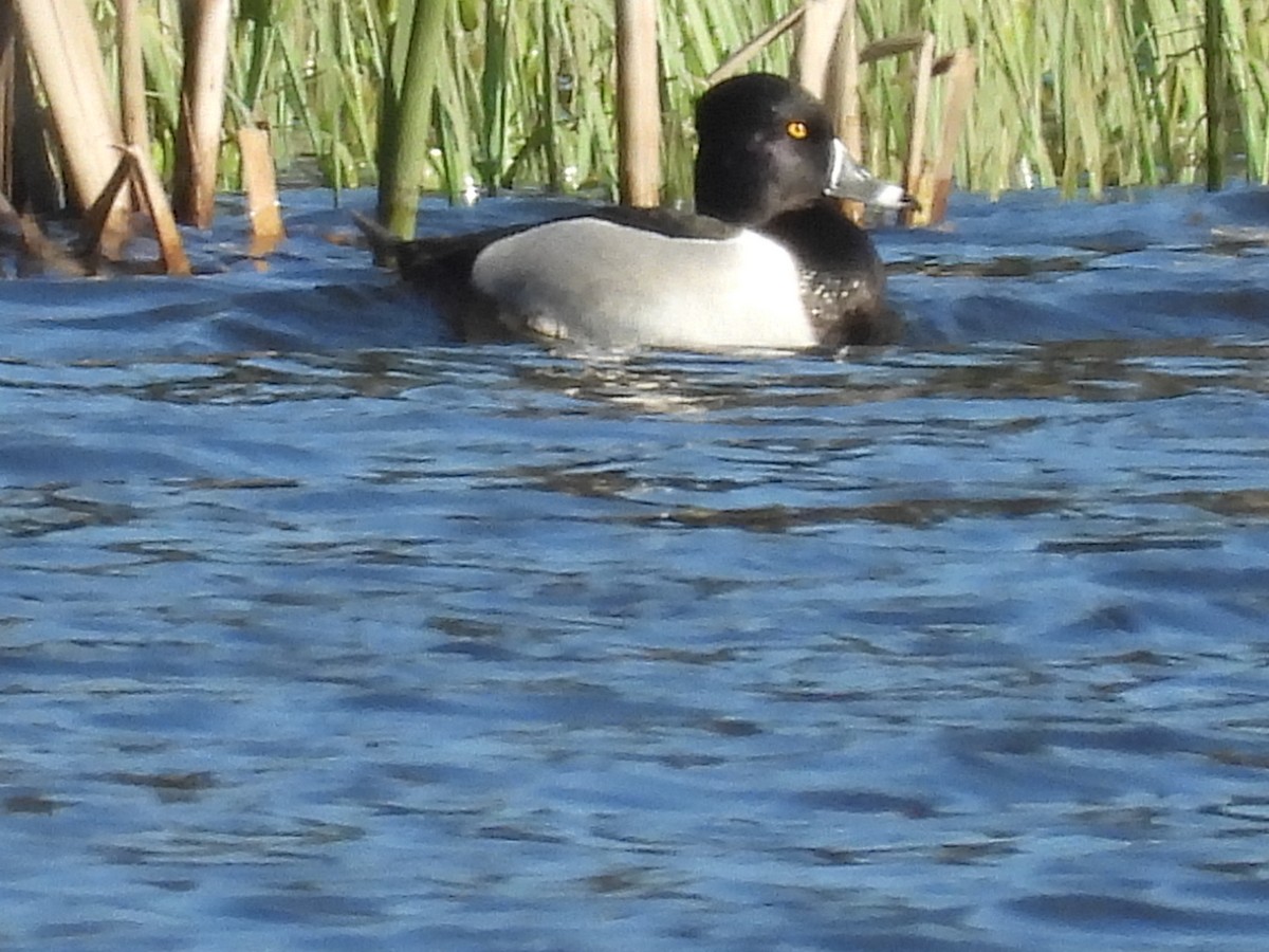 Ring-necked Duck - ML609918260