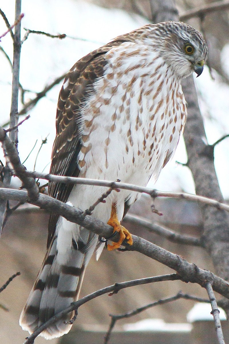 Sharp-shinned Hawk - ML609918285