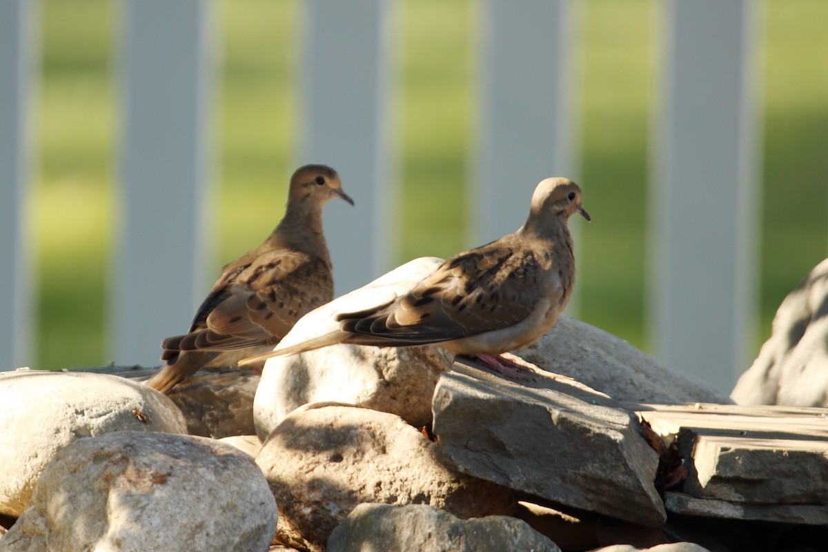 Mourning Dove - ML609918326