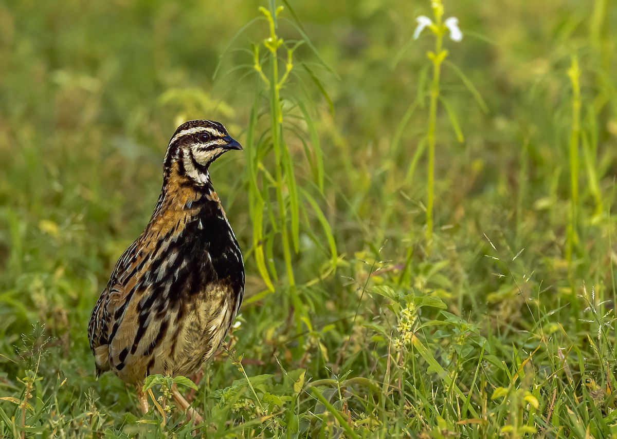 Rain Quail - ML609918328