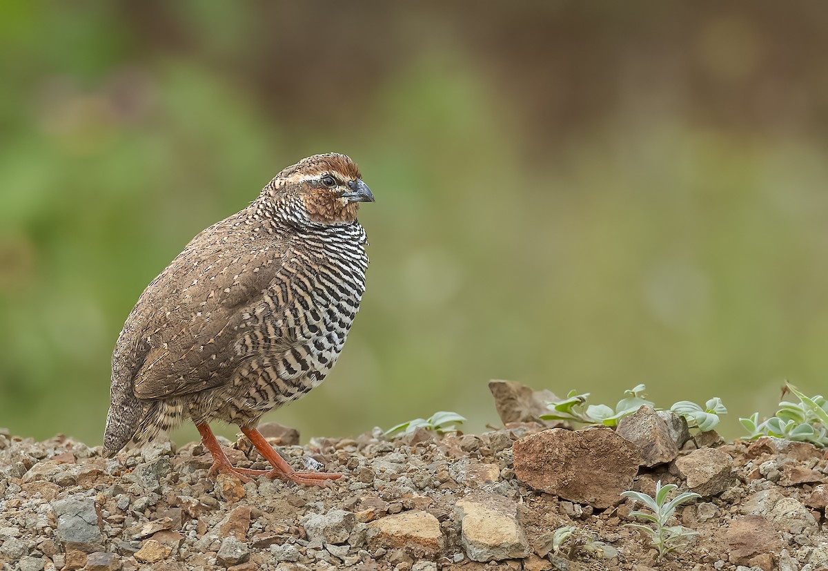 Rock Bush-Quail - ML609918333