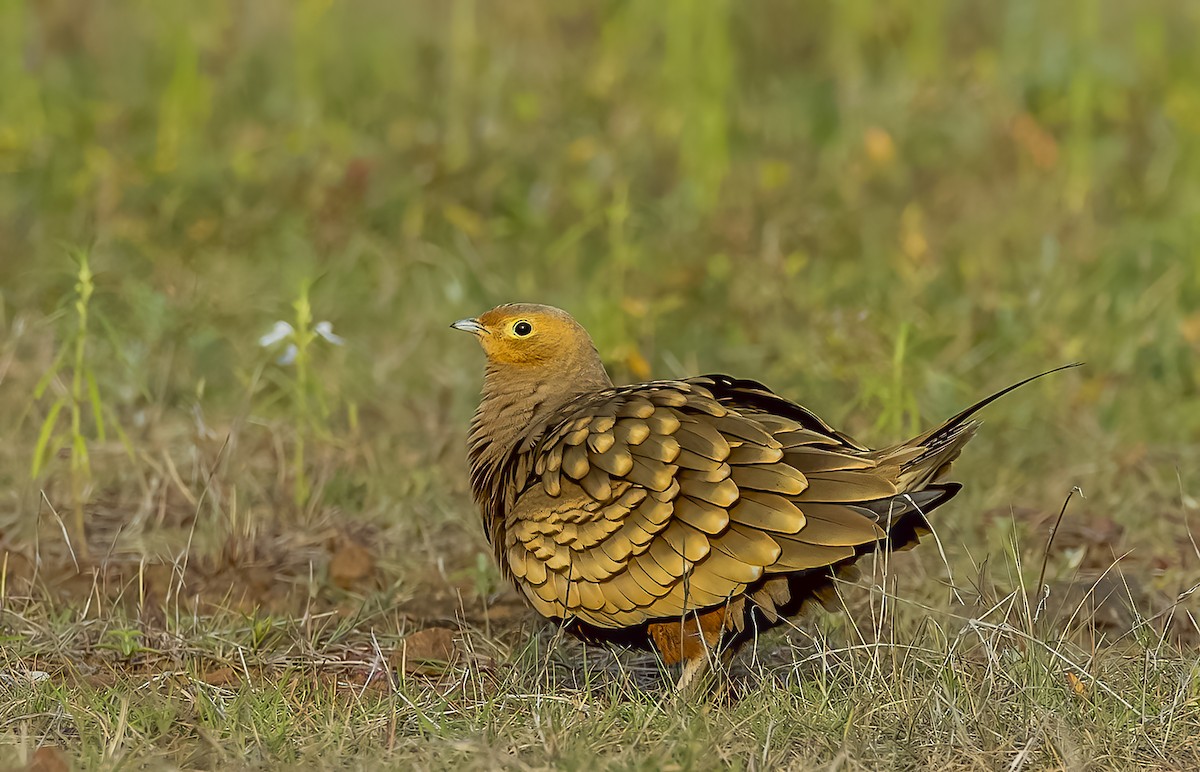 Chestnut-bellied Sandgrouse - ML609918336