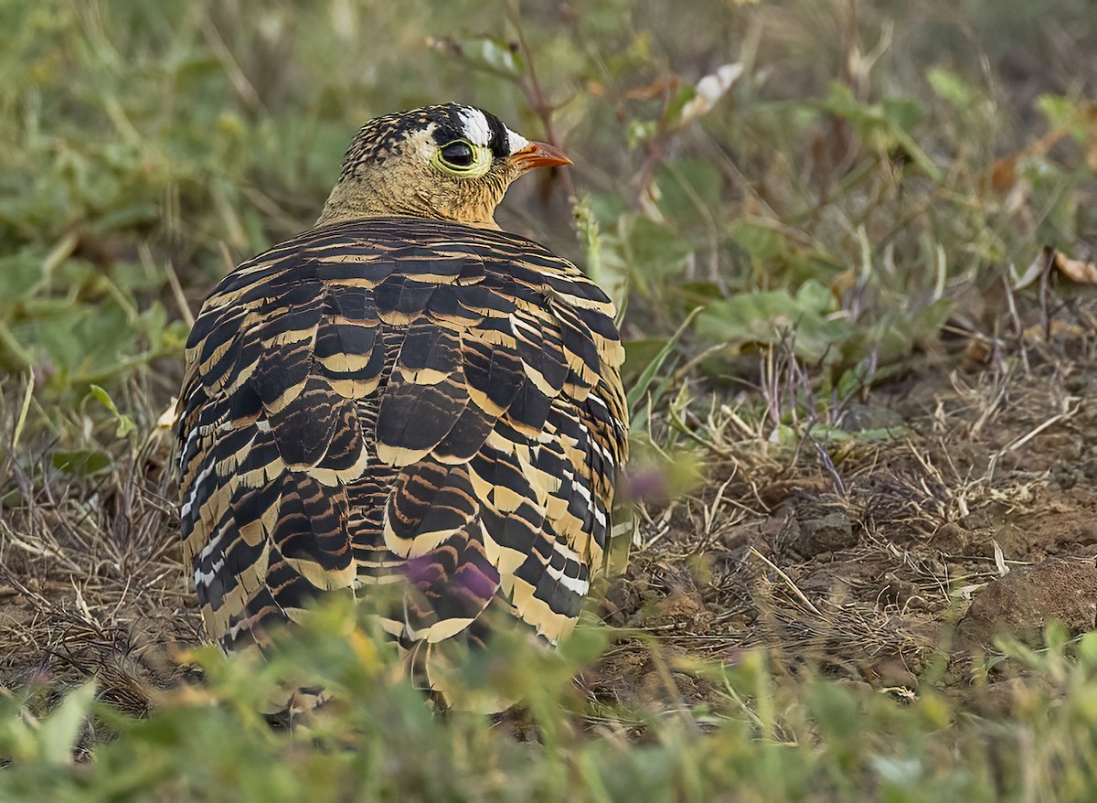 Painted Sandgrouse - ML609918340