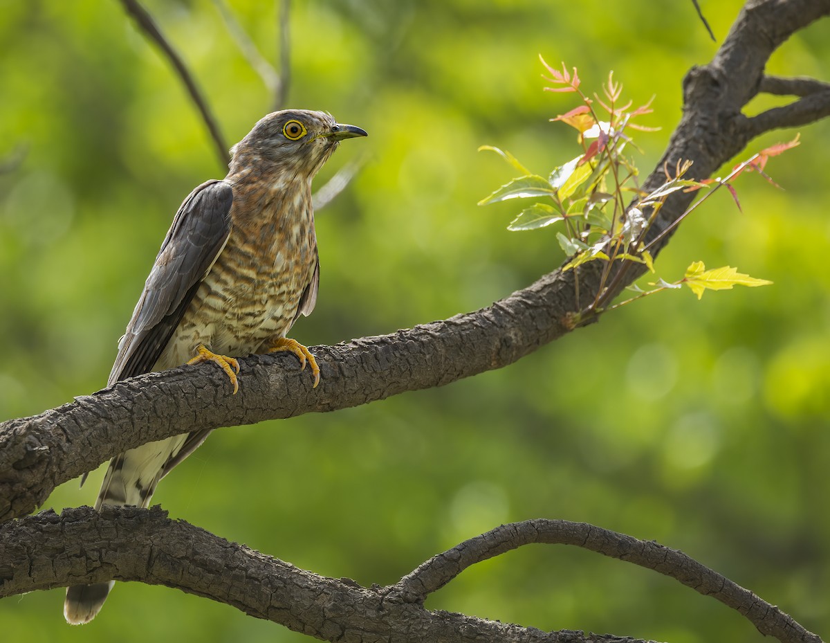 Common Hawk-Cuckoo - ML609918352
