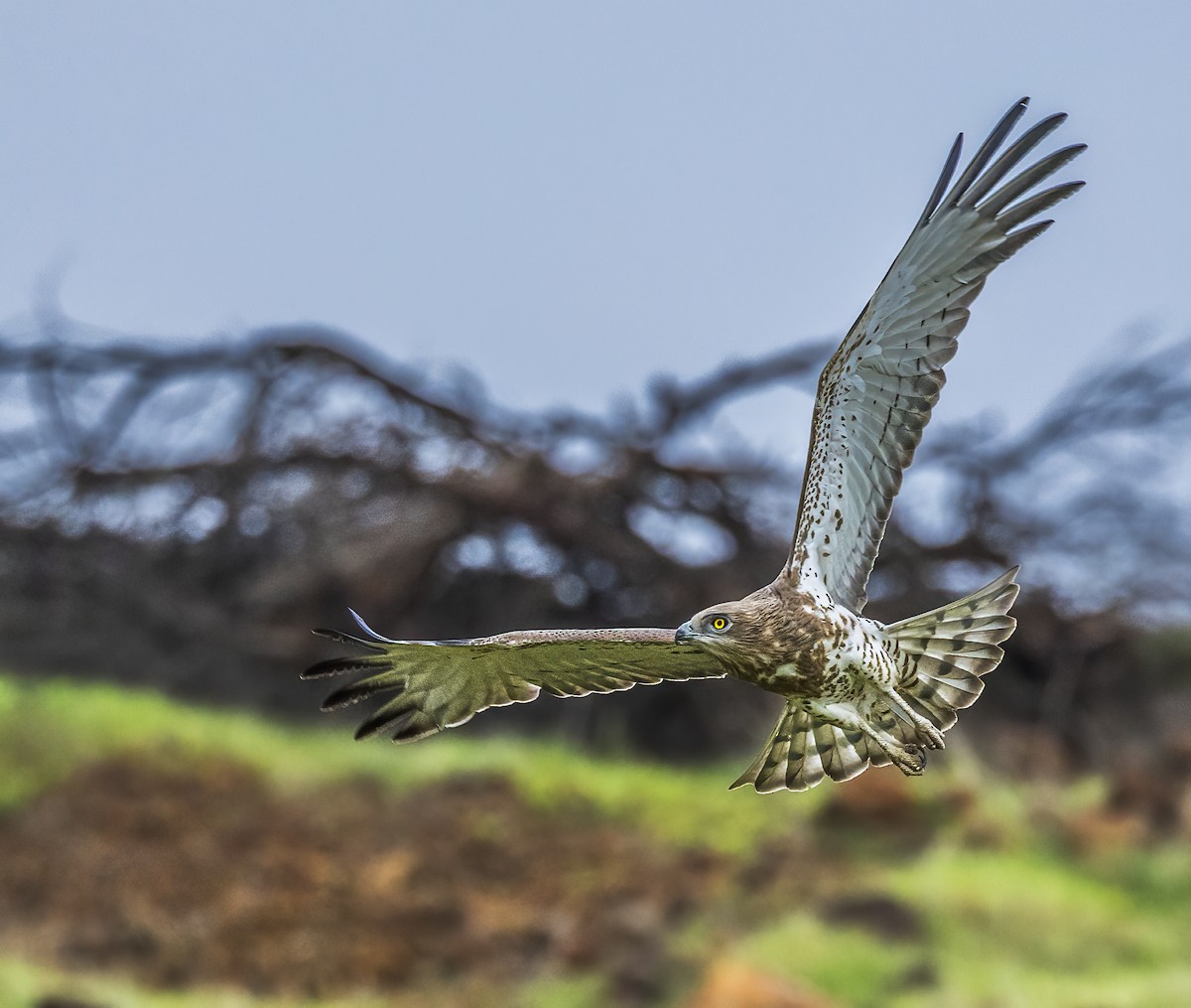 Short-toed Snake-Eagle - ML609918360